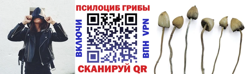 Псилоцибиновые грибы Psilocybe  Конаково 